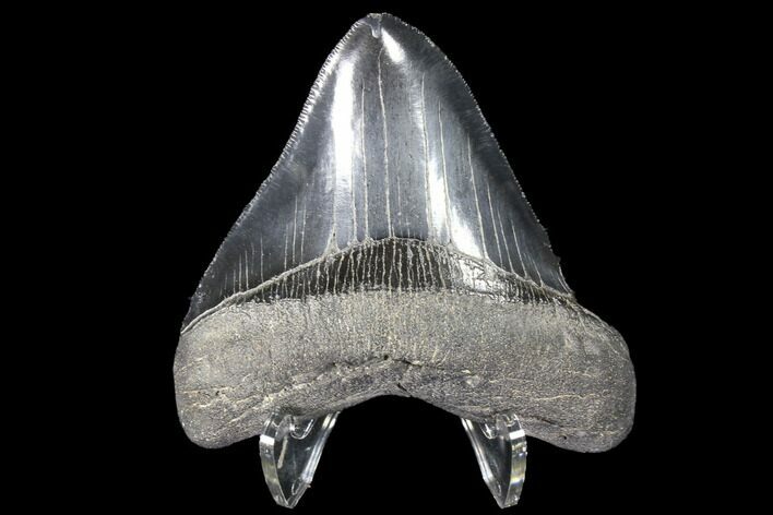 Serrated, Fossil Megalodon Tooth - Very Wide #86687
